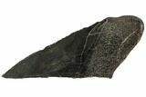 Partial Fossil Megalodon Tooth - Georgia #106940-1